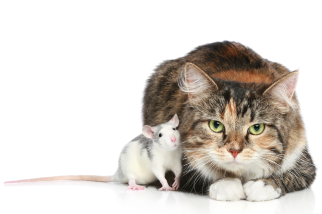 Katze als Helferin in der Forschung: Wie Pepper ein neues Virus entdeckte Aufmacher